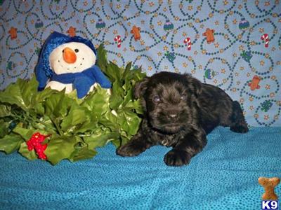Miniature Schnauzer Puppies for Sale